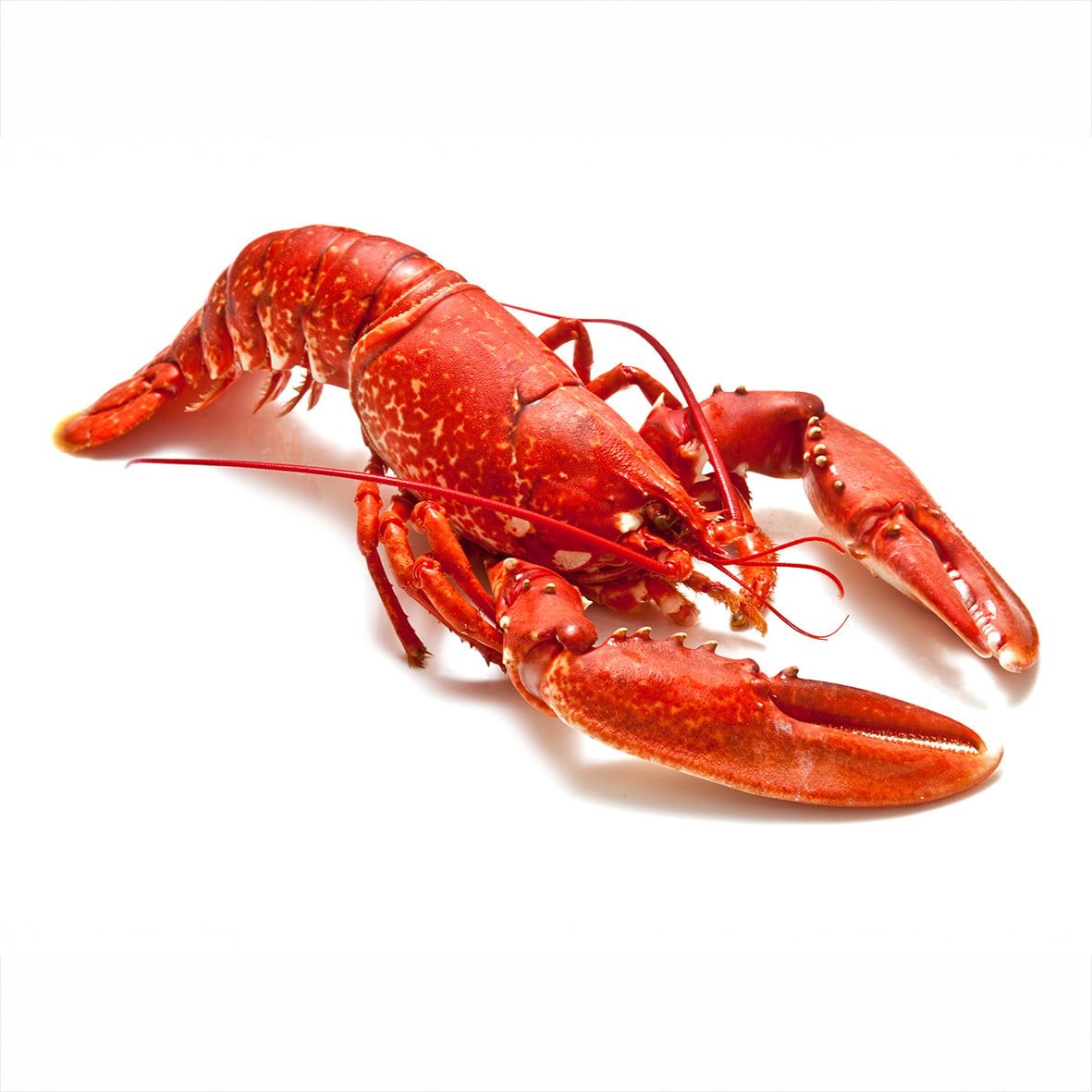 Hummer, gekocht 400 g Wildfang 2