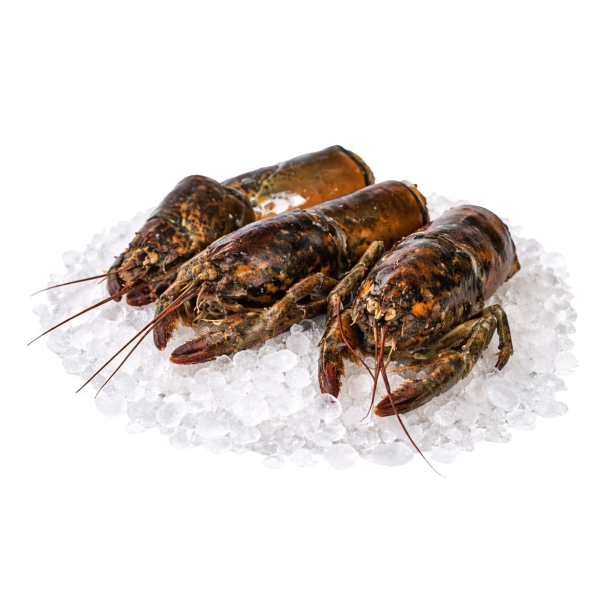 Hummer Karkassen für Hummer-Fond / Hummersuppe / Fischsuppe 1kg 2