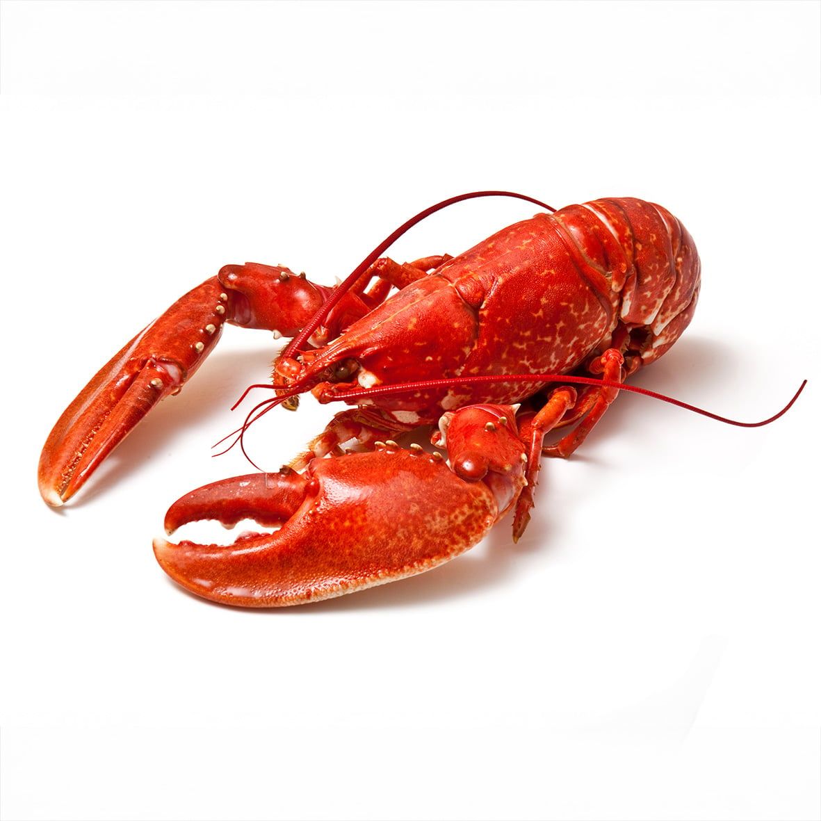 Lobster / Hummer, gekocht, 350g Wildfang 2