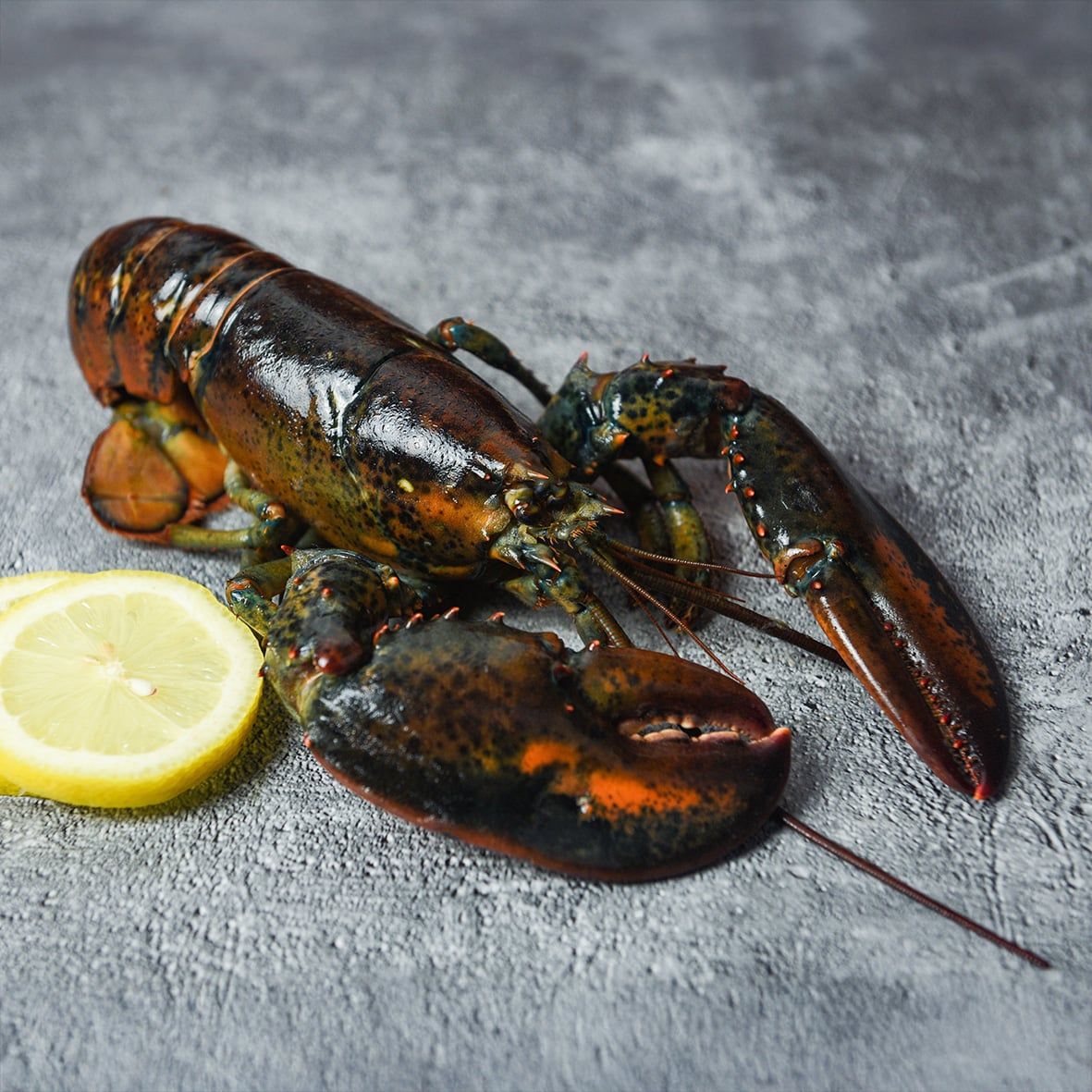 Lobster / Hummer, kanadischer, WILDFANG, roh