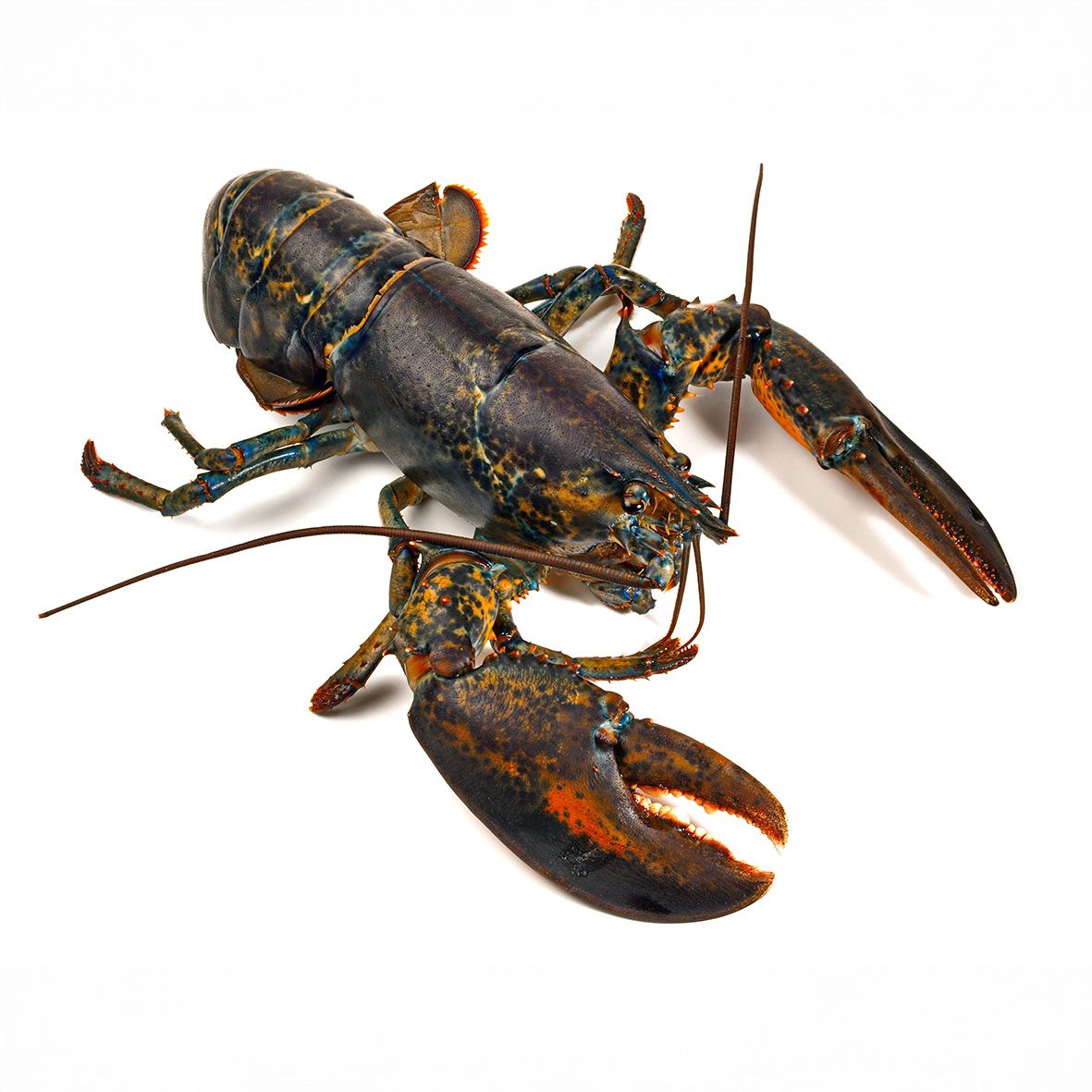 Lobster / Hummer, kanadischer, WILDFANG, roh 2