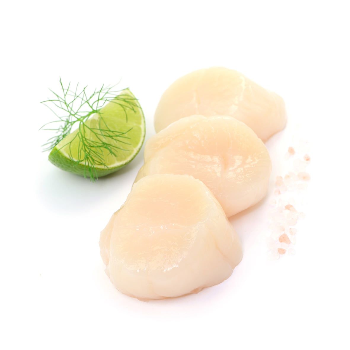 Jacobsmuschelfleisch (Scallops) ohne Rogen, KINGSIZE, u10, 1kg 2