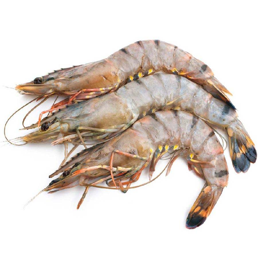 Gambas / Riesengarnelen / Black Tiger Shrimps (roh), m. Kopf, m. Schale, Groß L (16-20 Stück) 1kg 1