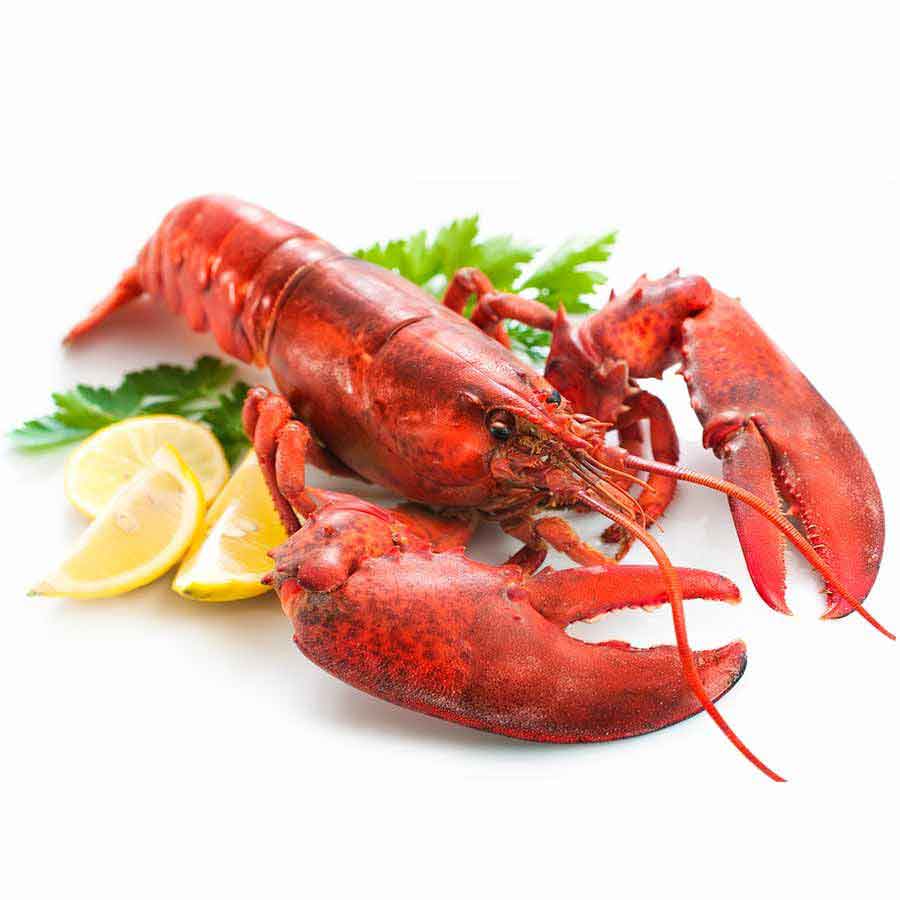 Lobster / Hummer, kanadischer, gekocht, WILDFANG