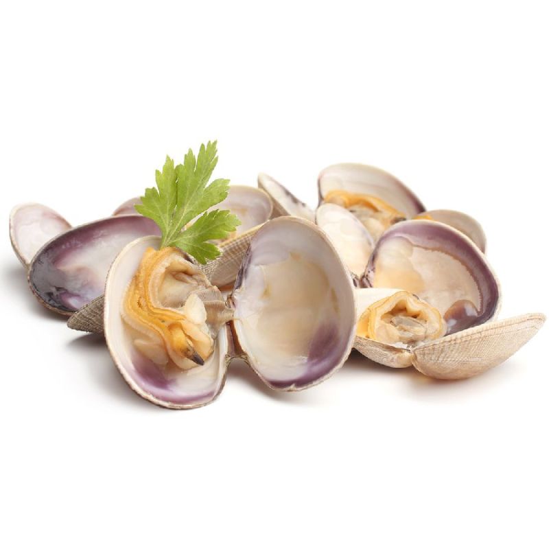 Venusmuschelfleisch, gekocht