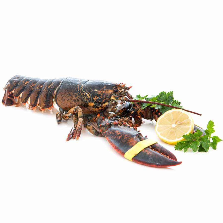 Lobster / Hummer, kanadischer, WILDFANG, roh, 650 g JUMBO XXL 2