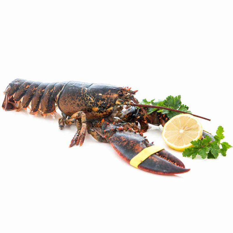 Lobster / Hummer, kanadischer, WILDFANG, roh, 550 g 1