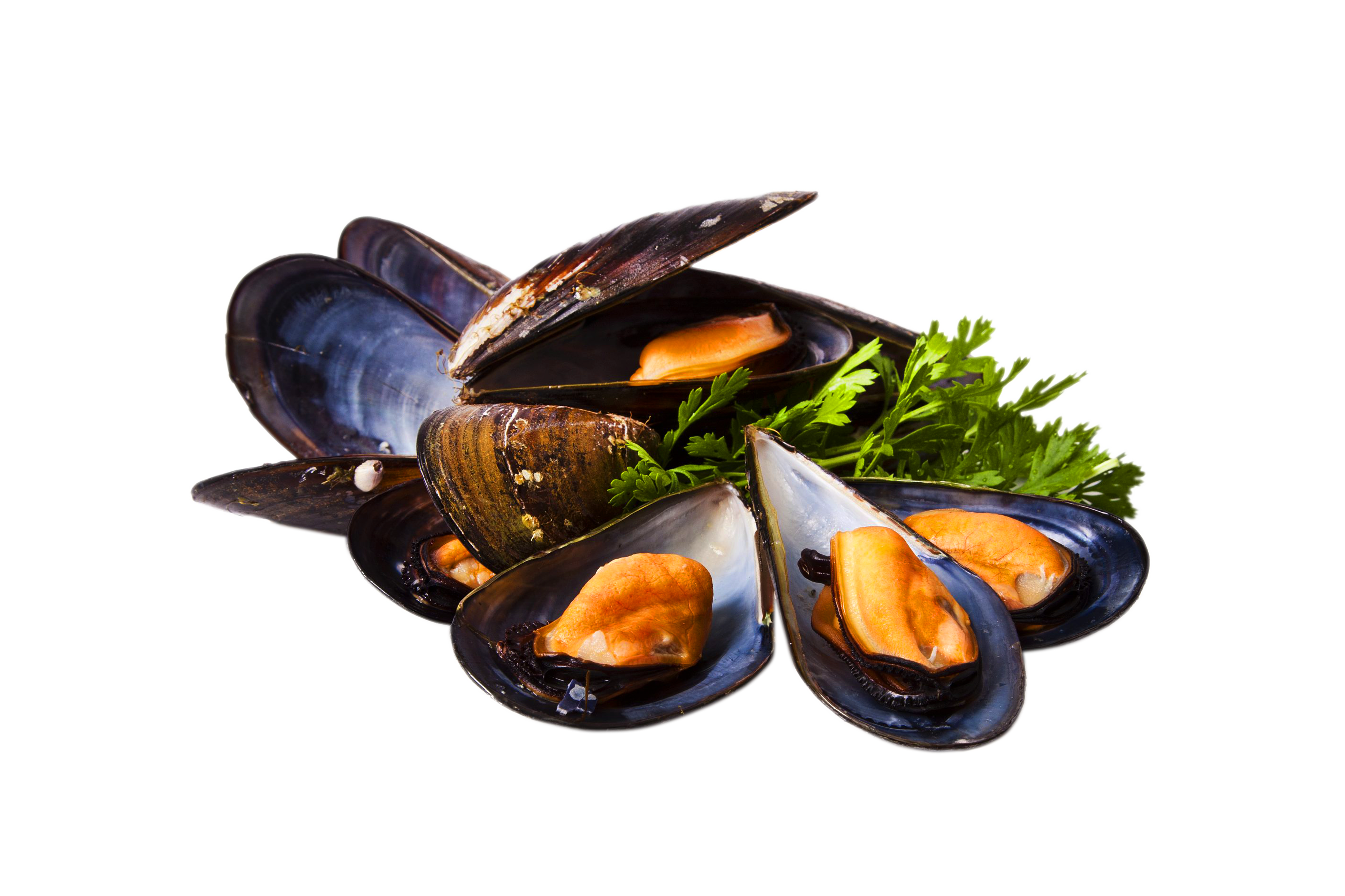 Miesmuscheln, im eigenen Sud, - Jugosones - naturell, 1 kg