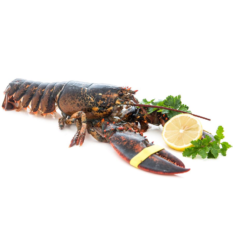 Lobster / Hummer, kanadischer, WILDFANG, roh, 650 g JUMBO XXL 1